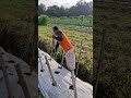 Smart idea to install plant supports easily-Agriculture farming #shorts