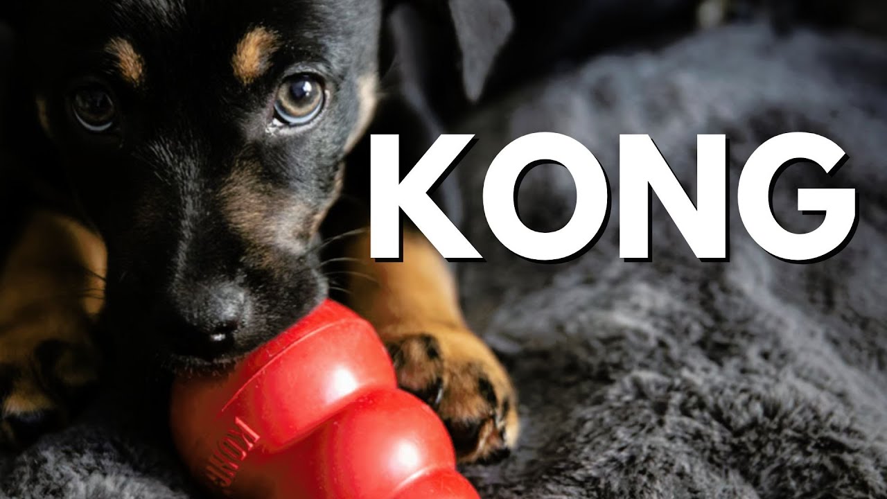 A cosa serve il Kong per il cane?
