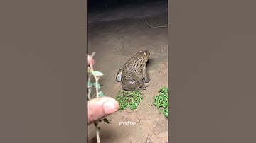 Top Learning Tools for Tech Enthusiasts #shorts #shortsfeed #viralshorts 🍓 😍 #frog #youtubecreator