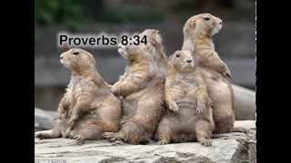Proverbs 8:34