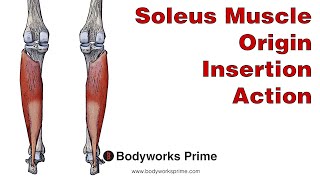 Soleus Anatomy: Origin, Insertion & Action