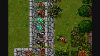 Red Apple - Guild Pk - Trimera 7