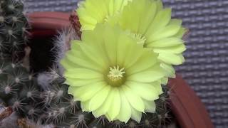 Parodia Cardenasii In Bloom