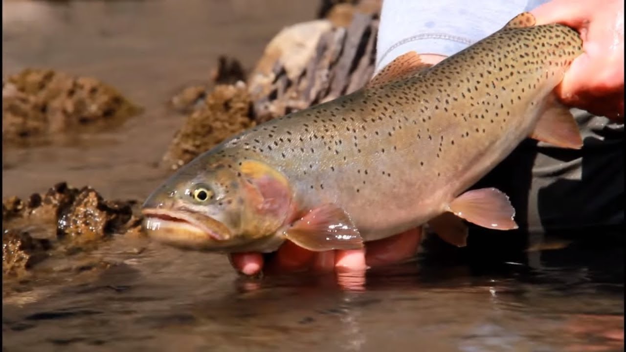 ORVIS Advanced Nymphing Tactics Nymphing Mid Depth YouTube