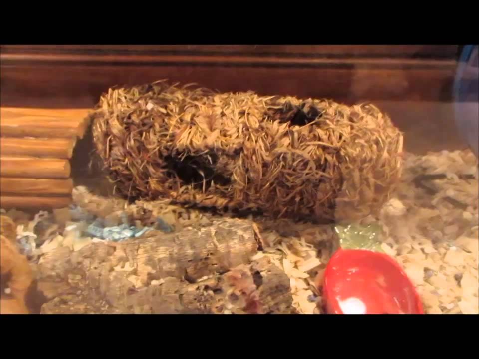 guinea pig house June Hamster Cage Tour - Evangeline