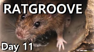 Day 11 - Ratgroove