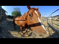 Horses in 3D VR