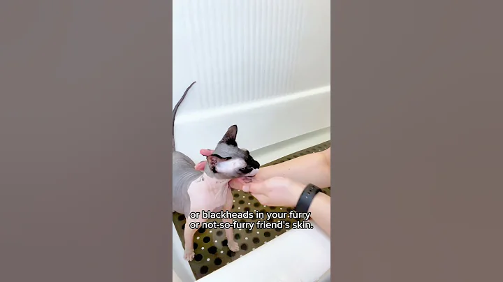 Video 4770251: sphinx hairless cat, pets sphinx cat, sphynx cat, cat feline pet