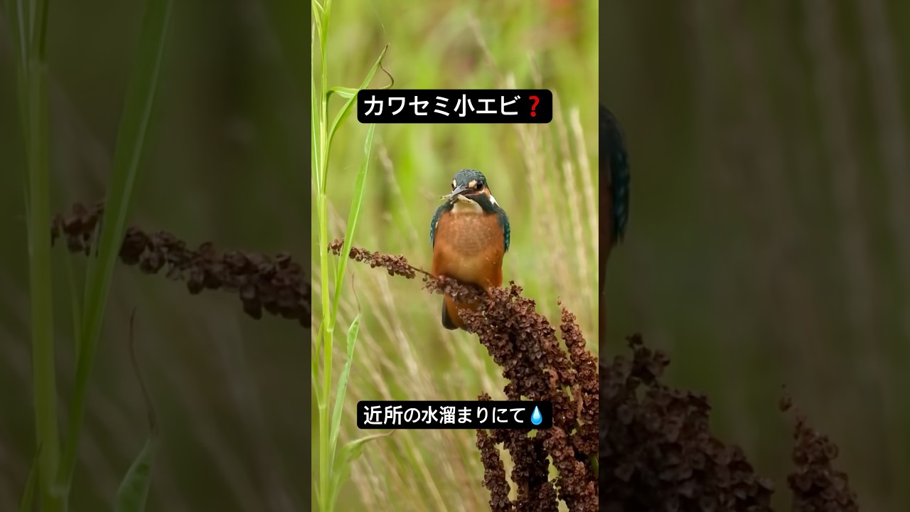 カワセミが雨で出来た大きな水たまりで餌取りをしていました。こんな