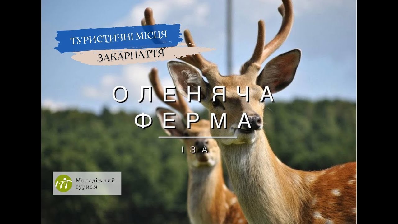 Де живуть плямисті олені в Закарпатті? Оленяча ферма в Ізі.