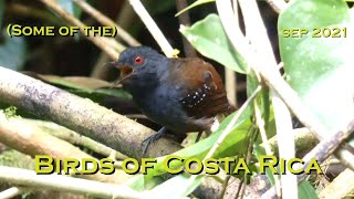 (Some of the) Birds of Costa Rica