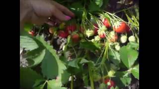 Выбор места для выращивания Клубники Геркулес