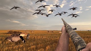 Goose Opener | 3 Days Chasing Early Season Honkers