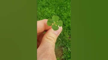 A 4 leaf clover to bring you some luck today. #4leafclover