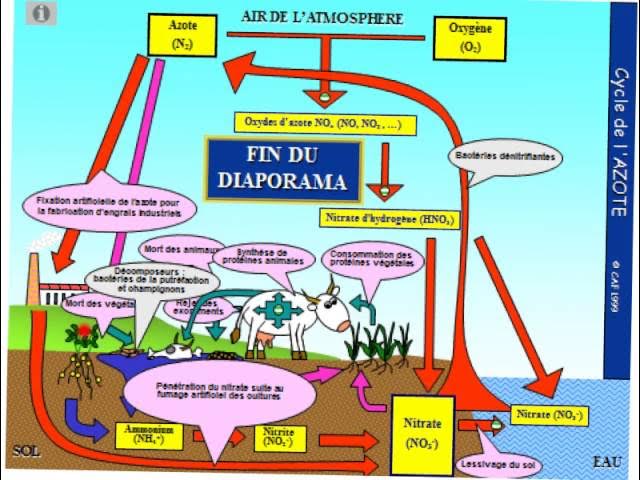 Le cycle de l'azote (leçon)