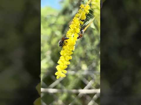 النحل البري القزم على أزهار الغاف