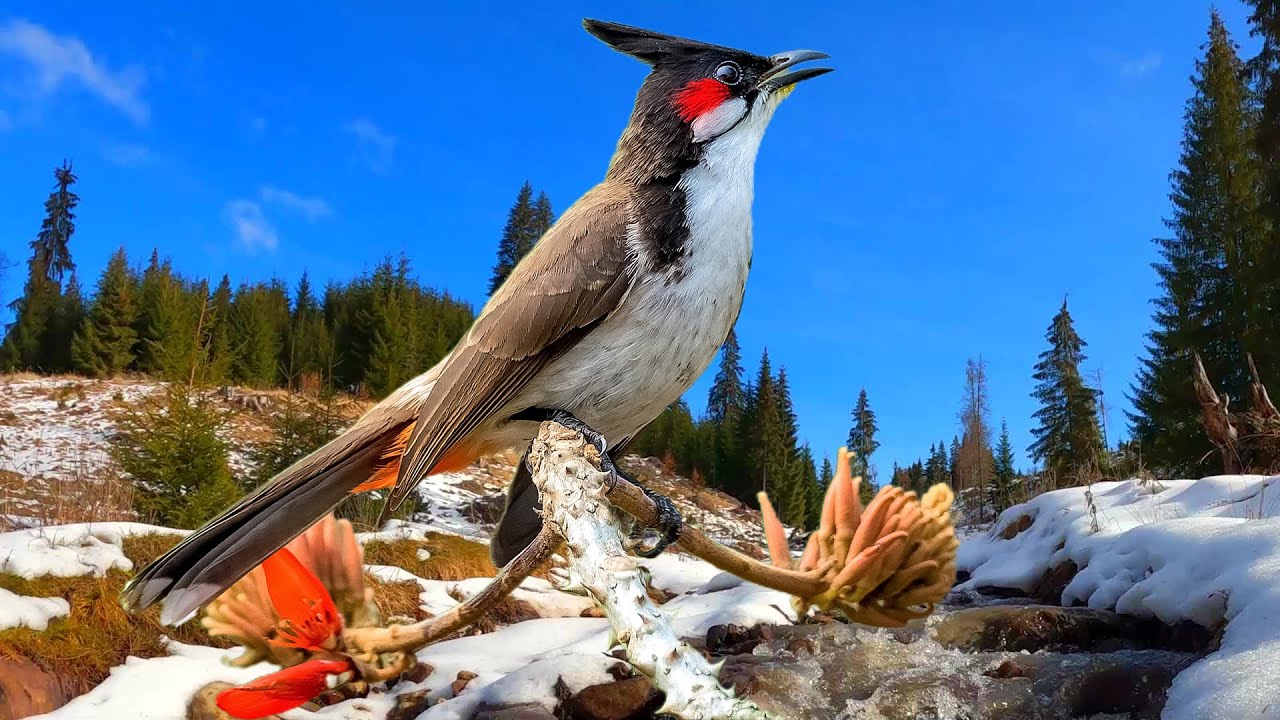 7 лесных птиц. клест презентация. экологичные группы птиц птицы лесу. 7 лесных птиц. европейский зяблик зяблик.