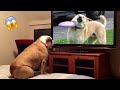Try not to laugh  1 hour of funniest animals 2023  pets island