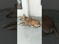 #puppy #cute #pets #funny #goldenretriever #dog #puppydog #youtubeshorts #shortvideo #trending