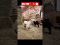 Just fun🐑🐂
