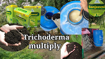 Trichoderma multiply | trichoderma bio fungicide