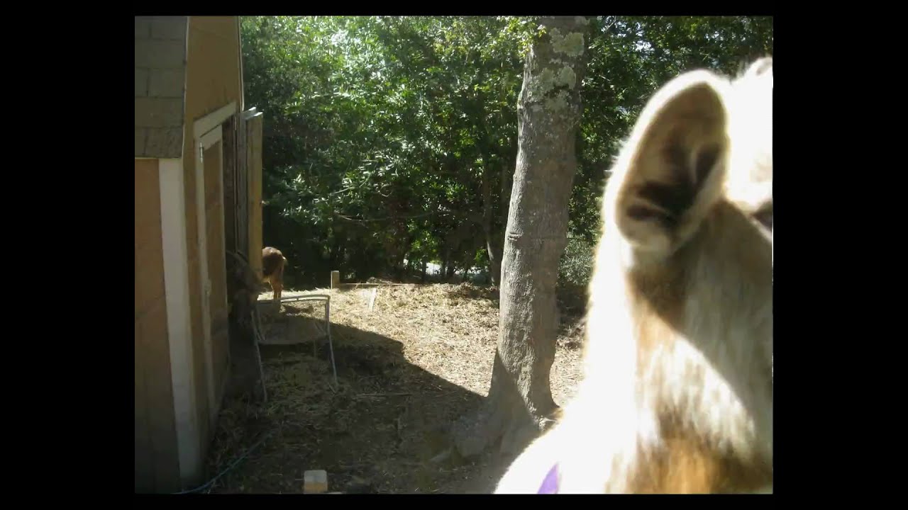 Time lapse with goats and alpacas YouTube