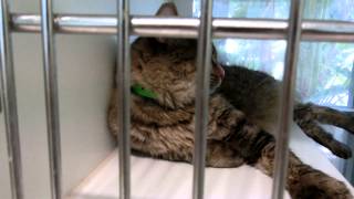cats and kittens available for adoption by Pinellas County Animal Services 1,223 views 8 years ago 2 minutes, 4 seconds