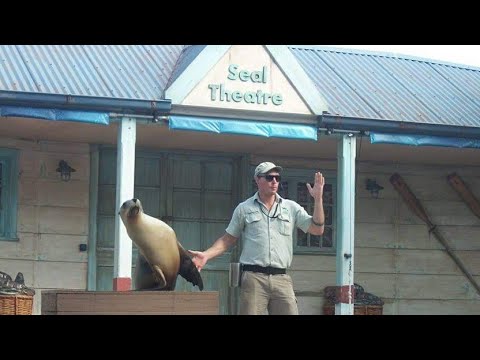 Download Toranga zoo Sydney part 2- The seal show