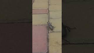 The European Stag Beetle, Or The Greater Stag Beetle