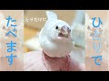 ぴよまる 挿し餌卒業 ～愛文鳥日記その１１～