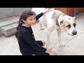 юный собаковод и её Туран - Джан Туркменский Волкодав Алабай Turkmen alabay