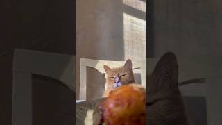 🐱Котик голоден или притворяется😅 is he hungry? #animals #cat #животные #кот #котики