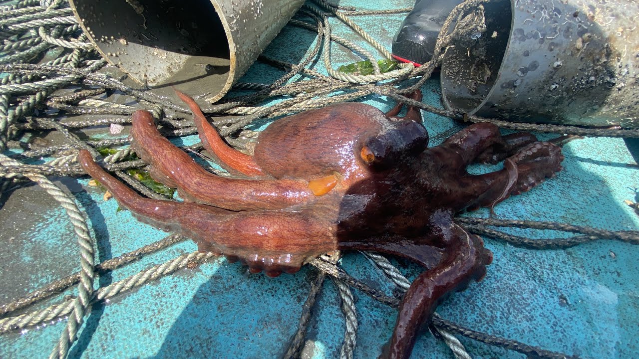 浜名湖タコツボ漁】タコツボから飛び出す無数のタコ！！ - YouTube
