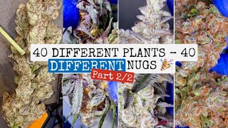 What 40 DIFFERENT weed plants look like from HARVEST to NUG - Part 2/2 (21-40)