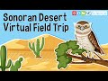 Sonoran Desert Ecosystem and Adaptations