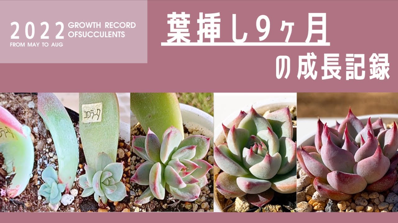 葉挿しの成長記録9ヶ月目(多肉植物/エケベリア) - YouTube