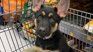 🐾 Puppy speeding through puppyhood🐾