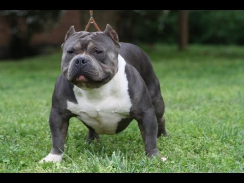 THE BIGGEST AND BEST EXTREME MUSCULAR MONSTER PITBULL IN THER WORLD ...