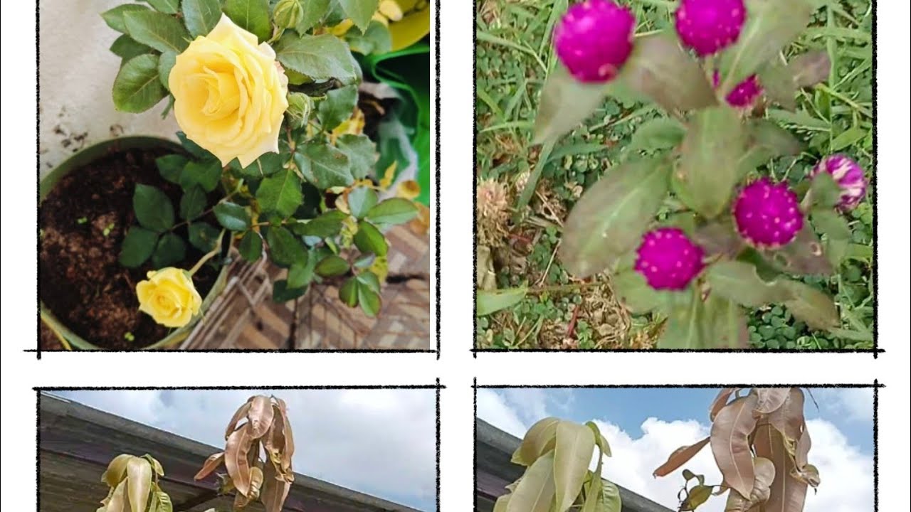 ♥️ரொம்ப நாள் கழிச்சி என்னுடைய தோட்டத்திற்கு சென்றேன் 😁♥️