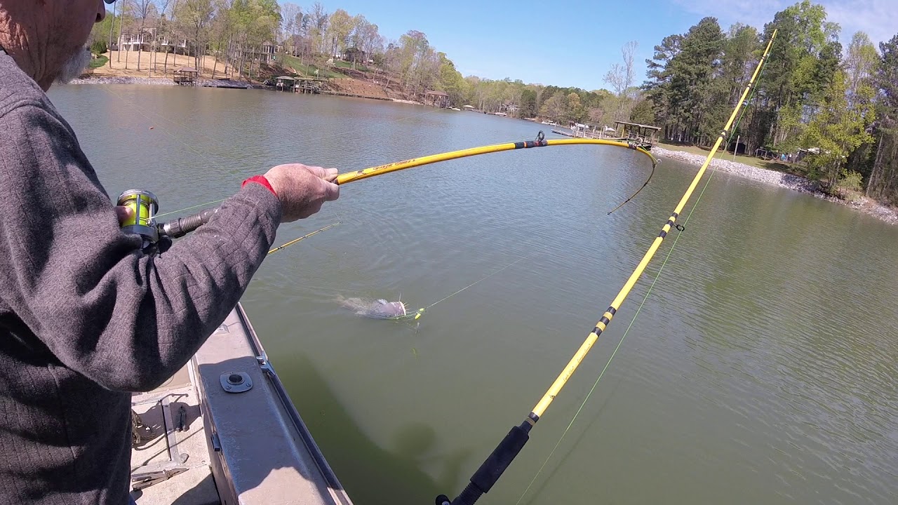 Lake Norman/Trophy Blue Catfish/April 3, 2020 YouTube