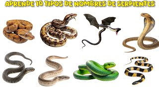 Aprende 20 Tipos de Serpientes en Español | Video Educativo para Preescolar y Niños Pequeños Aprende 20 Tipos de Serpientes en Español | Video Educativo para Preescolar y Niños Pequeños