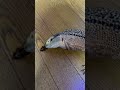 何だゴキブリかよww #shorts