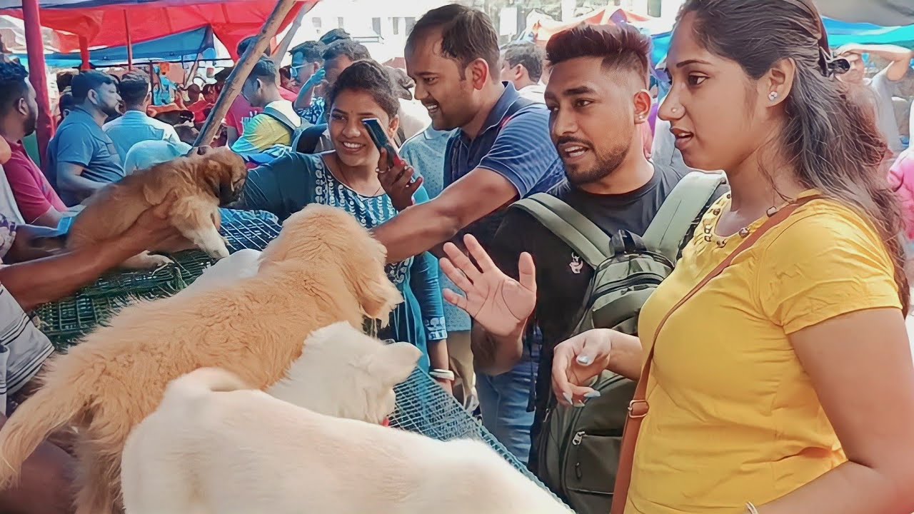 galiff street pet market kolkata largest pet market cheapest pet market dog market dogs