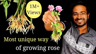 How to grow Rose plant at home from cuttings with English Subtitles