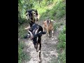 A laughing family #Shepherd Prince #My Rural Life #Rural Life #Baby Lambs