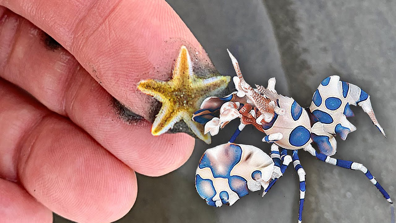 The Perfect Harlequin Shrimp Saltwater Tank YouTube