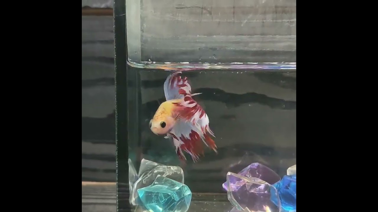 ☆SALE☆ Betta Crowntail 