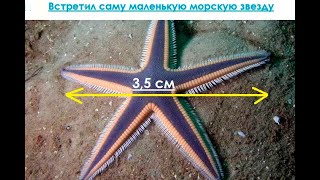 Сама маленькая морская звезда Средиземное море, Турция 2020 2021 Аланья