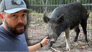 We Caught the Big Hog We’ve Been After!