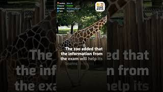 Zoo Boise Shares Update on Giraffe Jabari’s Exam